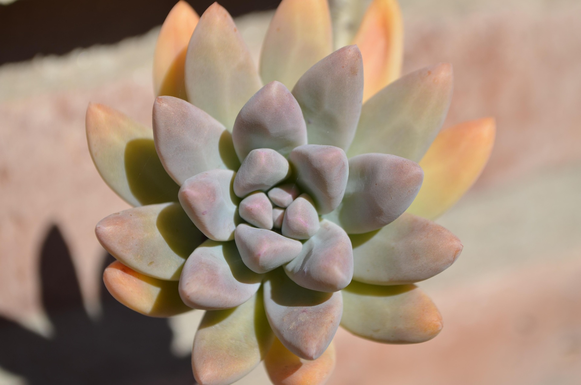 Graptosedum Alpenglow succulent displaying vibrant red-purple colors